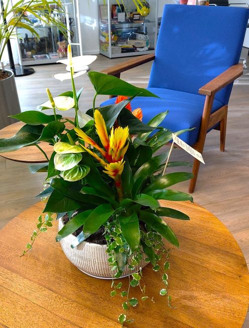 Bloeiend plantenarrangement